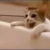 Este gatito piensa que su dueña se está ahogando en la bañera. Su reacción está revolucionando Internet Screenshot_20170112_203259